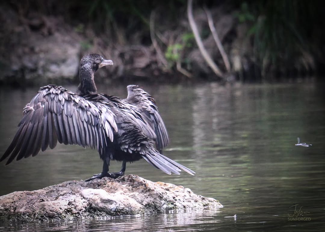 Unto Me As A Speckled Bird